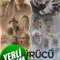 İz Sürücü fragman izle
