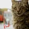 Kedi fragman izle