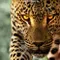 Living with Leopards fragman izle
