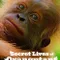 Secret Lives of Orangutans fragman izle