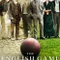 The English Game
