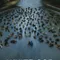 Beyaz Tanrı - White God fragman izle