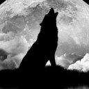 lion_kurt adlı kullanıcı