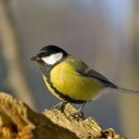paridae adlı kullanıcı