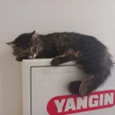 Kivrakmumin adlı kullanıcı