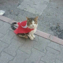 Razeed adlı kullanıcı