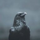 Schizoid adlı kullanıcı